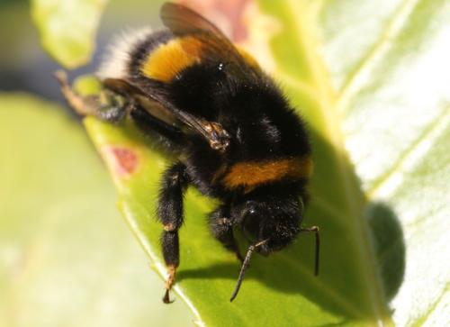 Bombus sp.